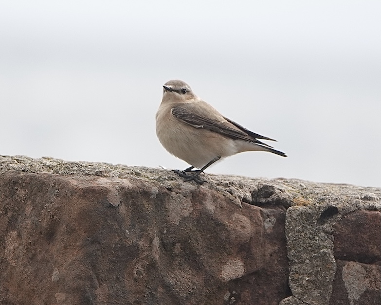 wheatear